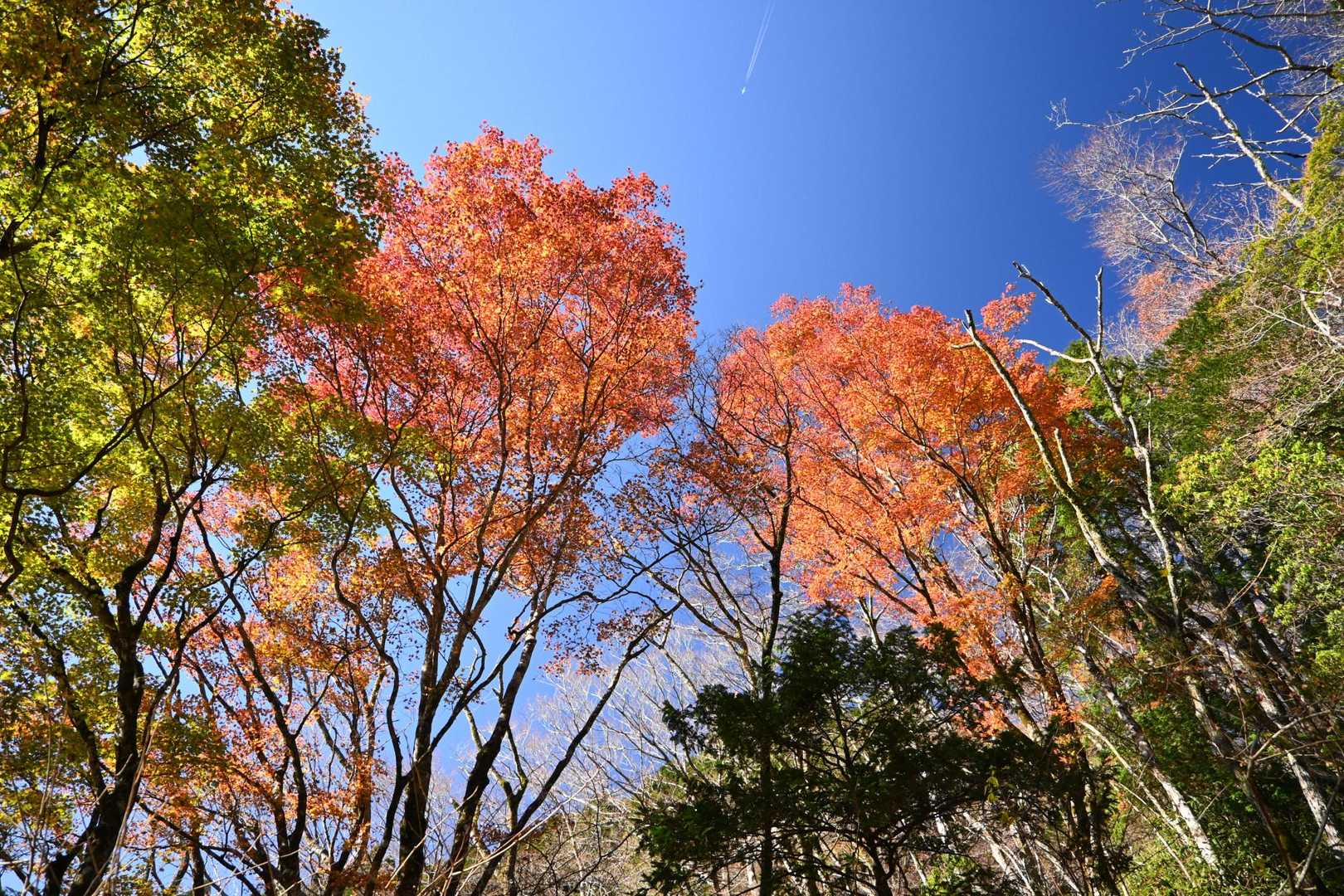 🍁
