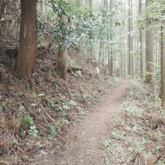 登山道