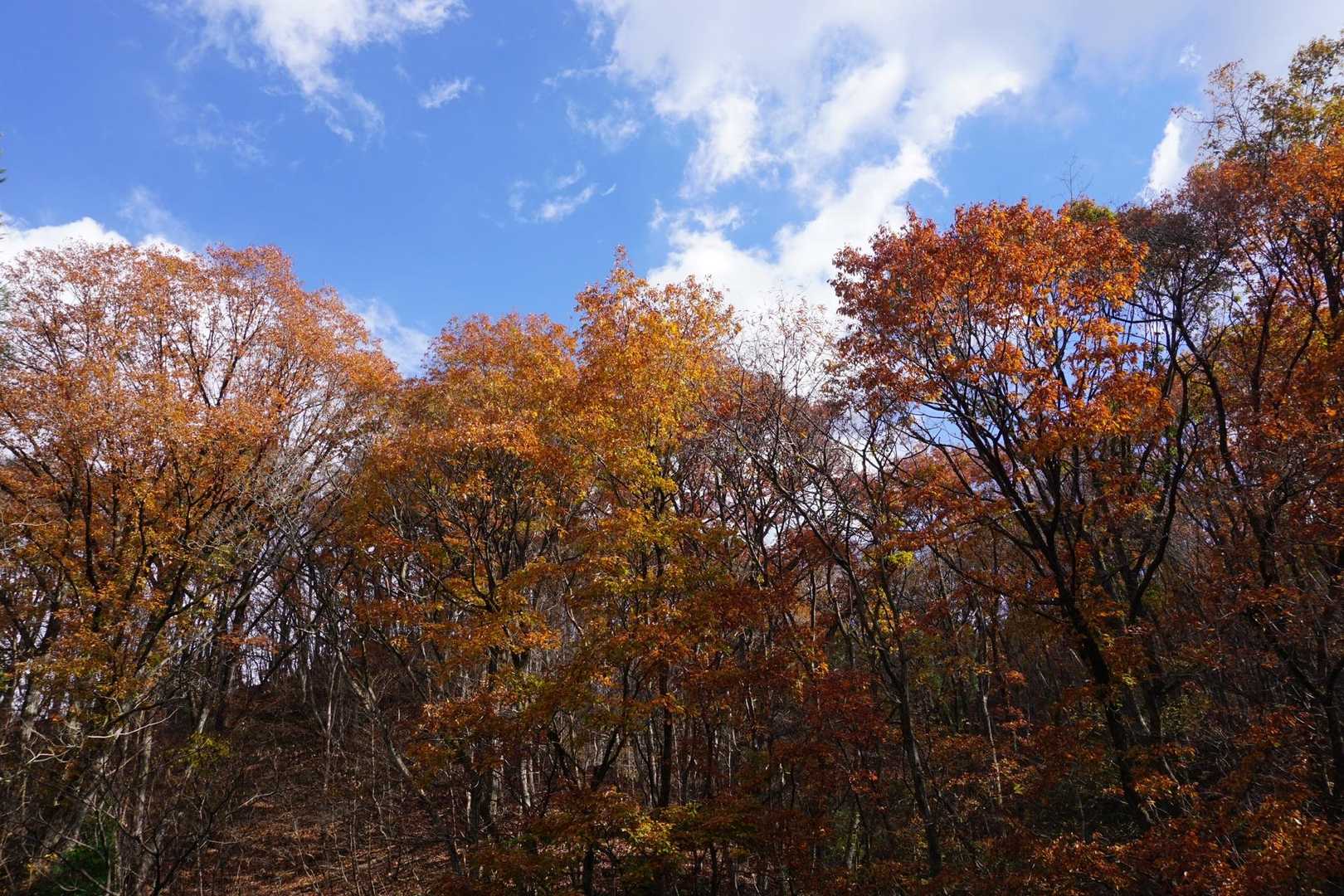 紅葉🍁