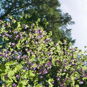 摩耶山｜新緑のトゥエンティクロス〜桜谷道 / るーのハイキングデータ