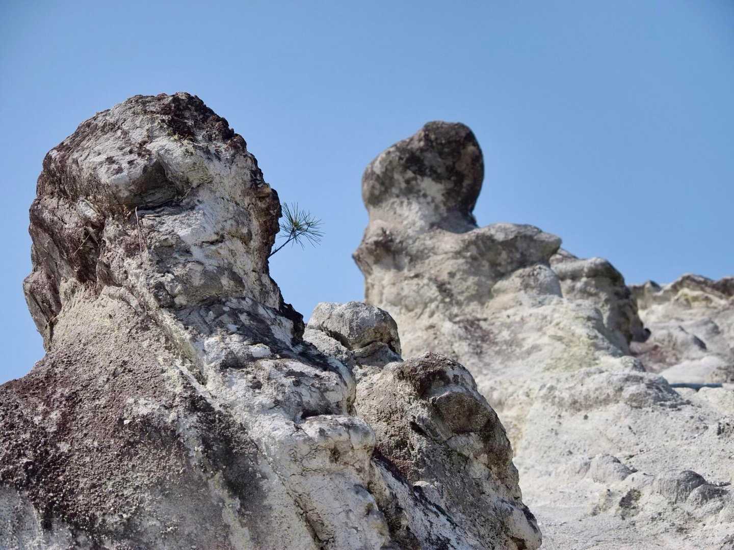 健気に生えてる松