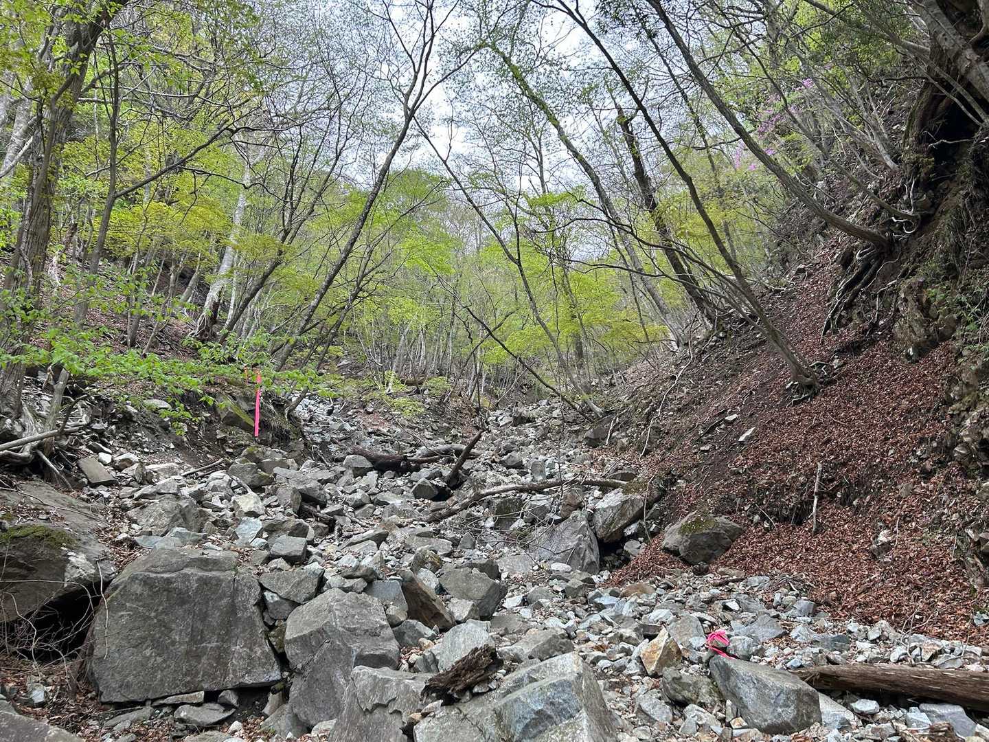 犬越路への急登が始まった😱