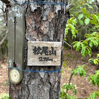 やっと松尾山頂に到着