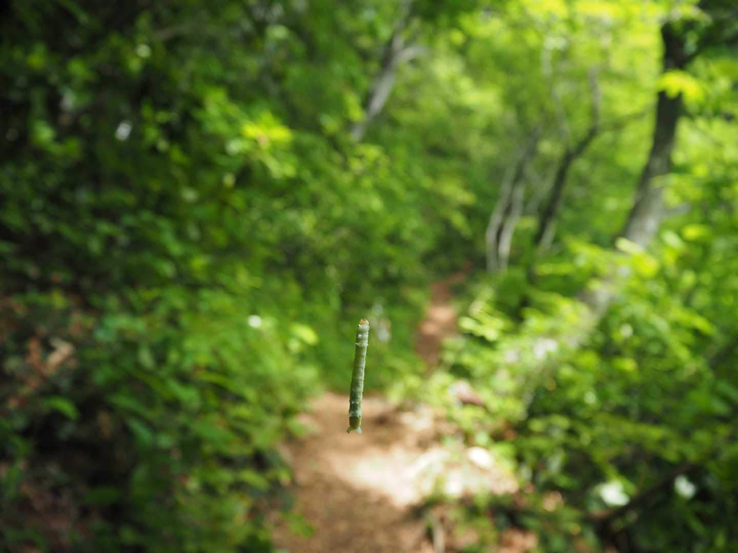 菱ヶ岳（奥村杉菱ヶ岳登山口）＜菱ヶ岳コース＞の写真