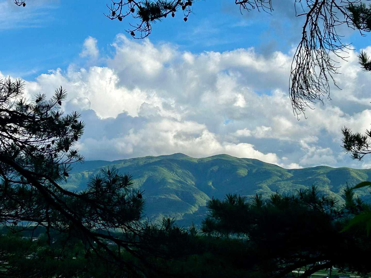 夏山って感じの入笠山方面