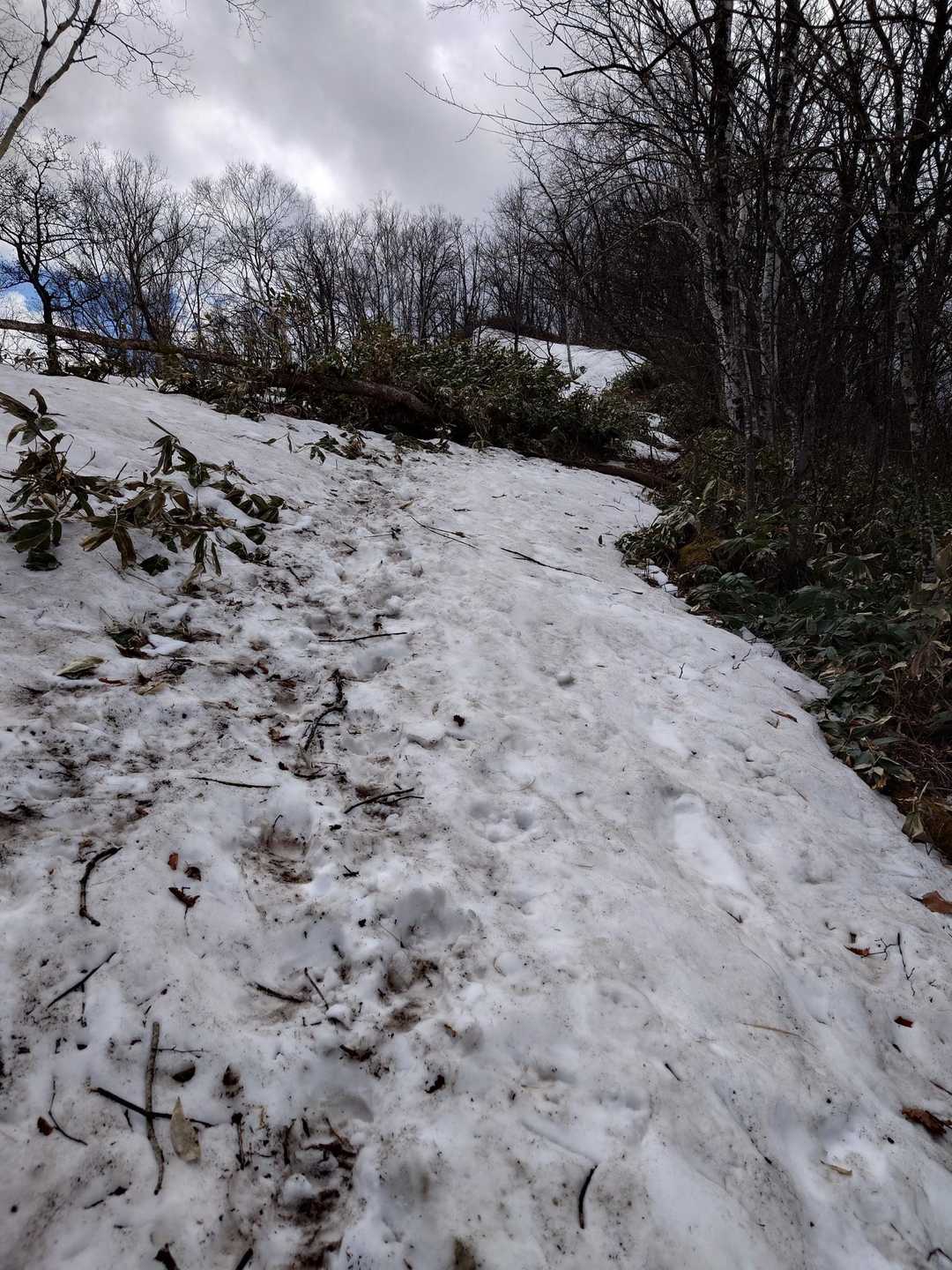 この辺りから残雪　