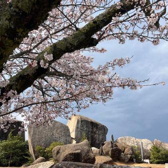 頂上の桜🌸満開😆