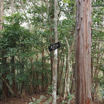 軽い藪漕ぎして、