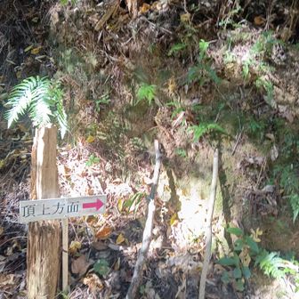 頂上はこちらね🎶🏃