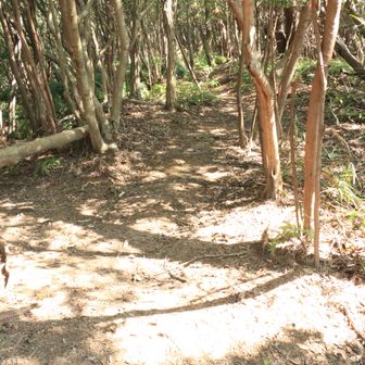 左手の巻道から登ってきた本来のコースは右手