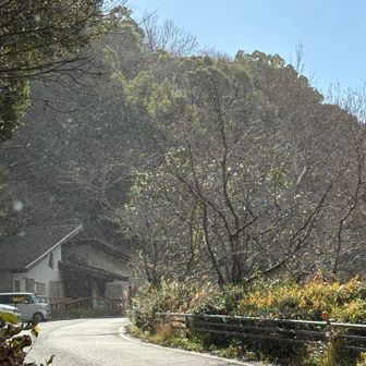雪がキラキラ❄️🌟