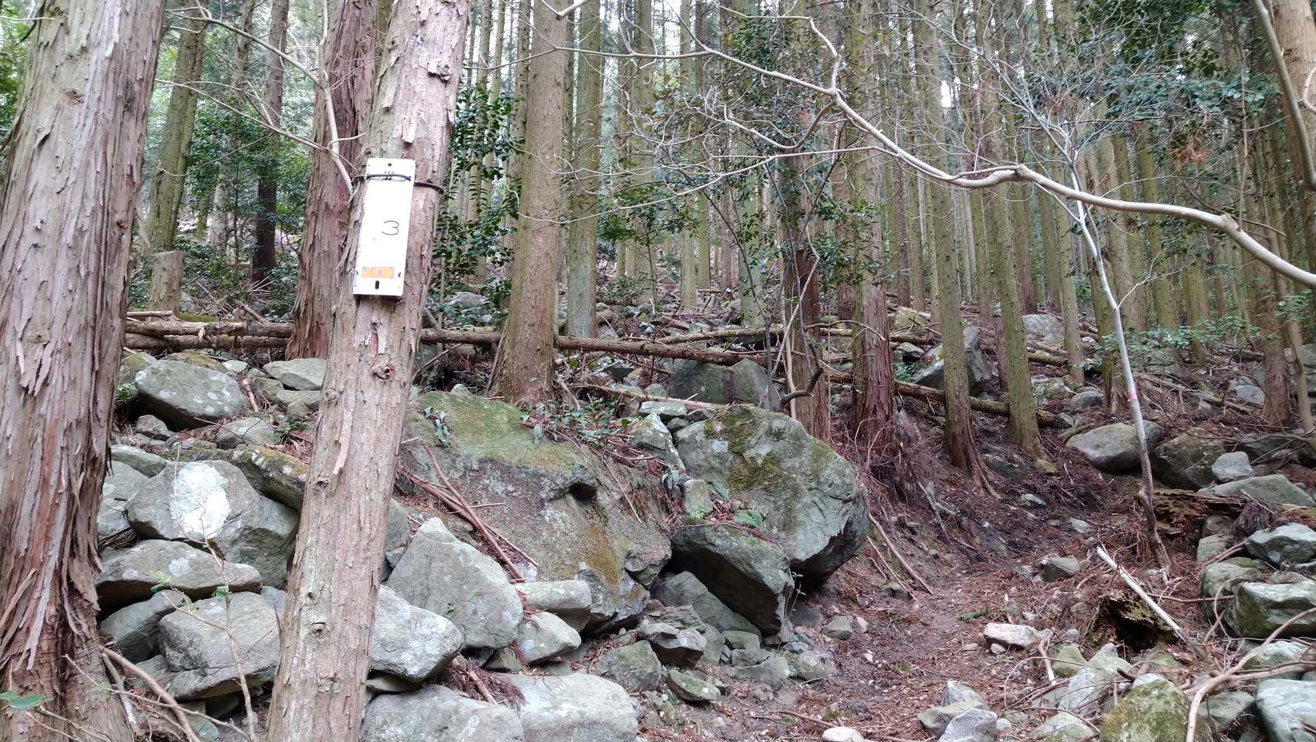 尻付山-ハジカミ山 往復コースの写真