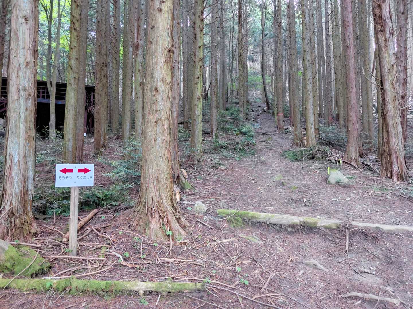行きは真ん中のたくましさの道を行く。