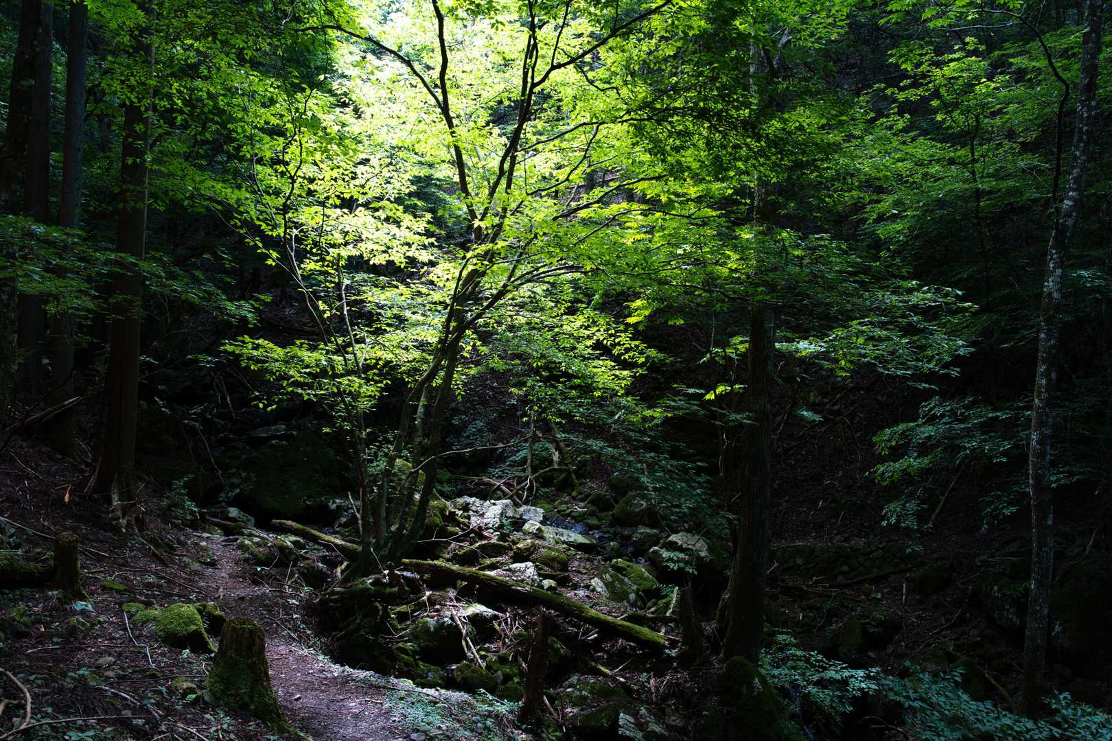 まさかのこの場面が今日一のベストスポットでした。
陽の光にあてられた葉がより一層協調され且つその色味が美しすぎる😍