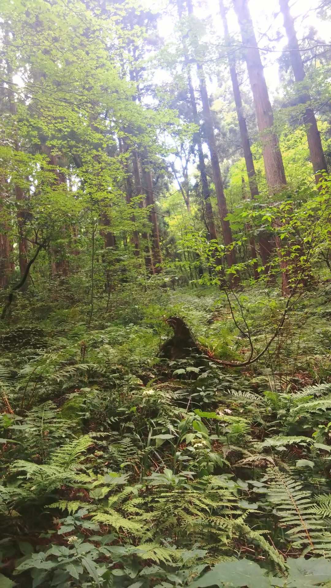 虻をまとって登山🤭