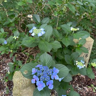そういえば紫陽花の季節！