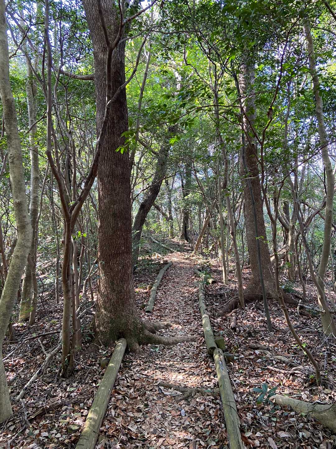 木漏れ日に癒されます♪山はいいなぁ😊