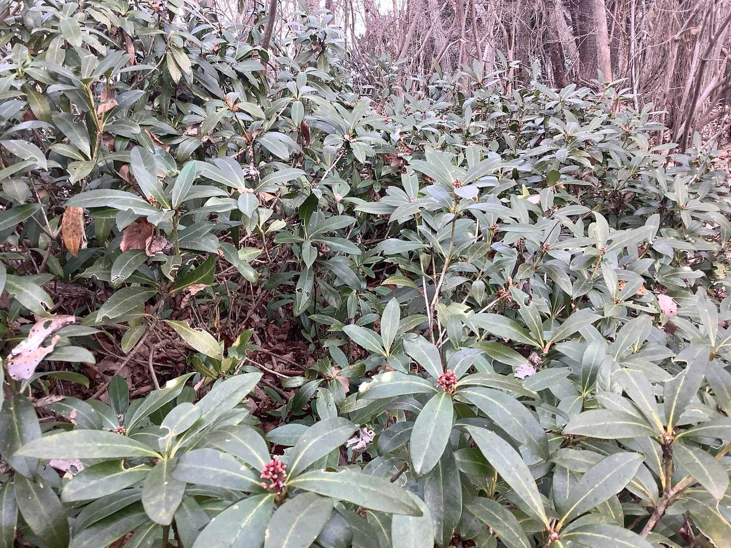 登山道沿いに生えていた植物