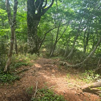 こう見えてかなりの急斜面