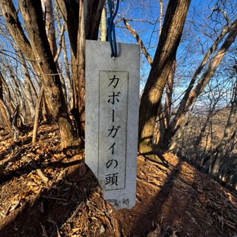 カボーガイの頭…1,130m

パッと見、カウボーイ？って読んでしまいそうな名前のグレーピークに立ち寄り、