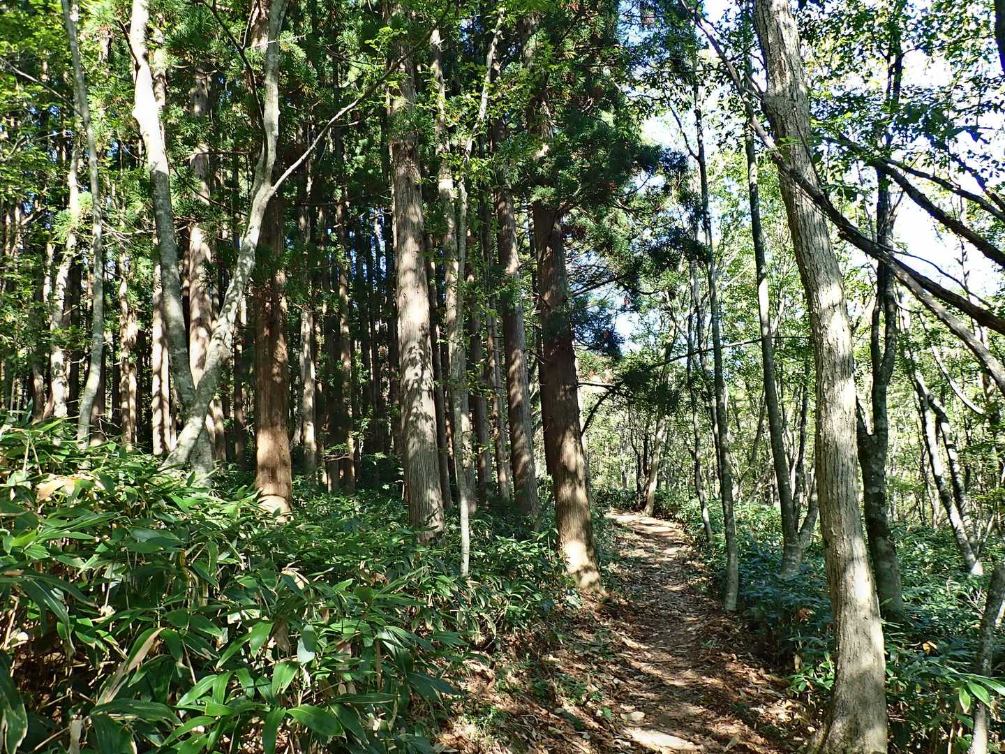 ここが百本杉でしょうか。