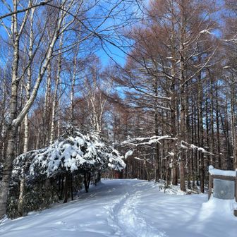次回はソリ持ってこよう