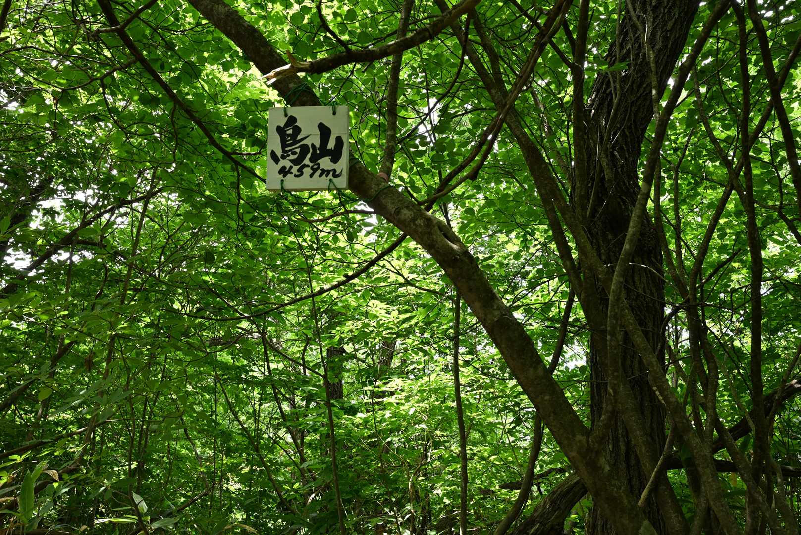 前回歩いたときは、こんな山気づかんだなぁ
