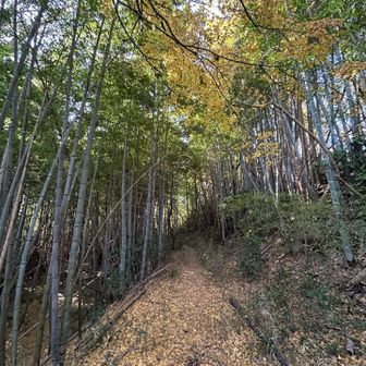 ステキな山道✨