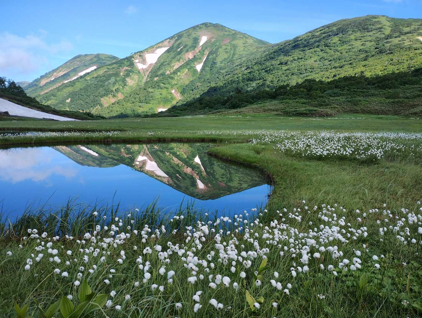 火打山 天狗の庭のワタスゲとハクサンコザクラ🤗 / abekaの登山データ | YAMAP / ヤマップ