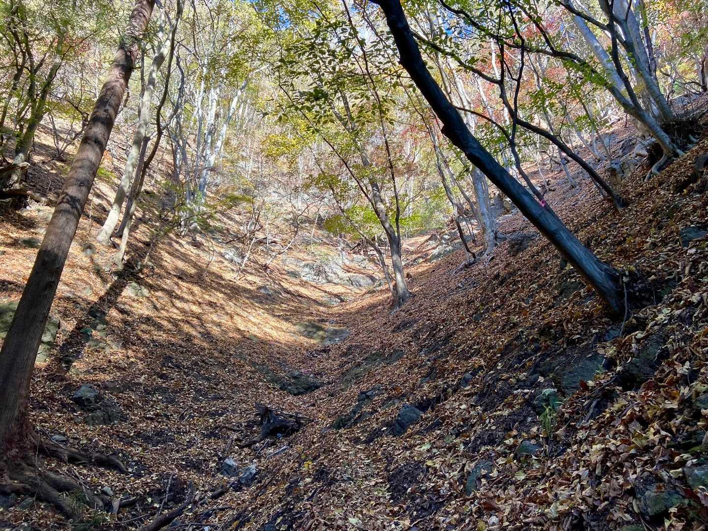 谷を詰めていきます
急登だよ