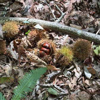 栗🌰やー

実が入ってる！
拾って実を出そうと力入れるとイガが手袋越しに刺さって持ってられん💦
あいたたー💦って3回ほどほり投げました。

食べる動物さんがいるやろし、諦めました🌰