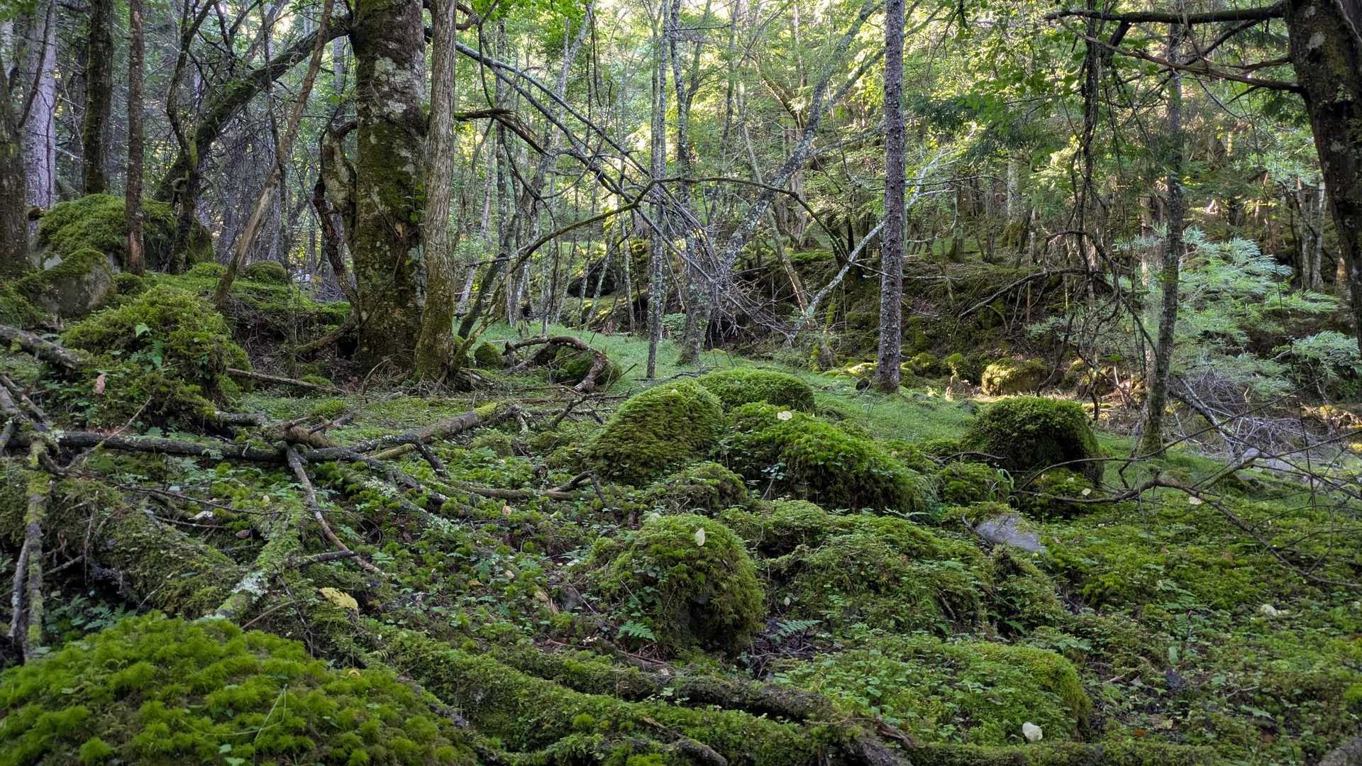 美濃戸口登山口-美濃戸登山口-地蔵ノ頭-赤岳 往復コースの写真