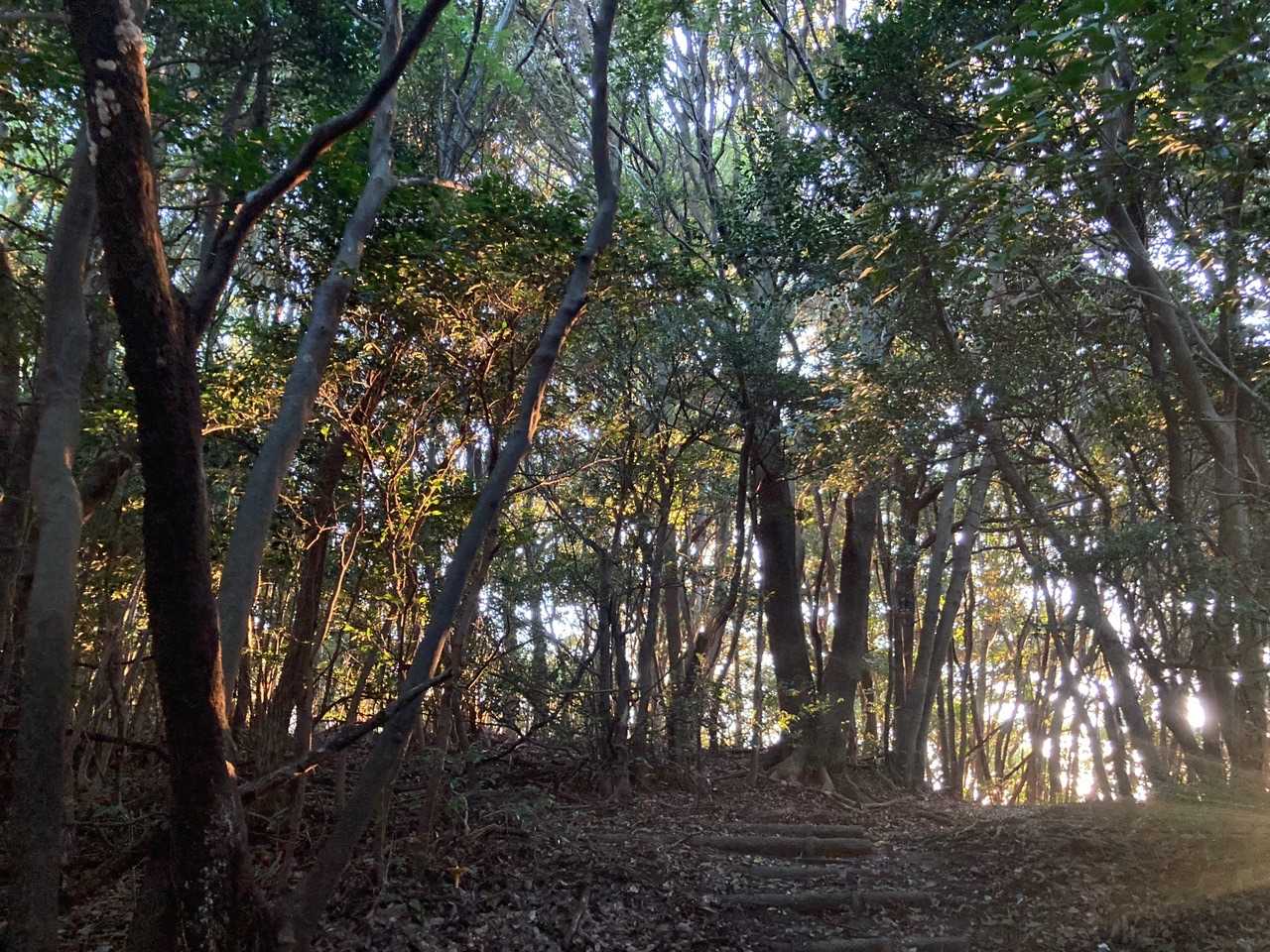 雌鋤先山-鋤先山-竜王山 往復コースの写真