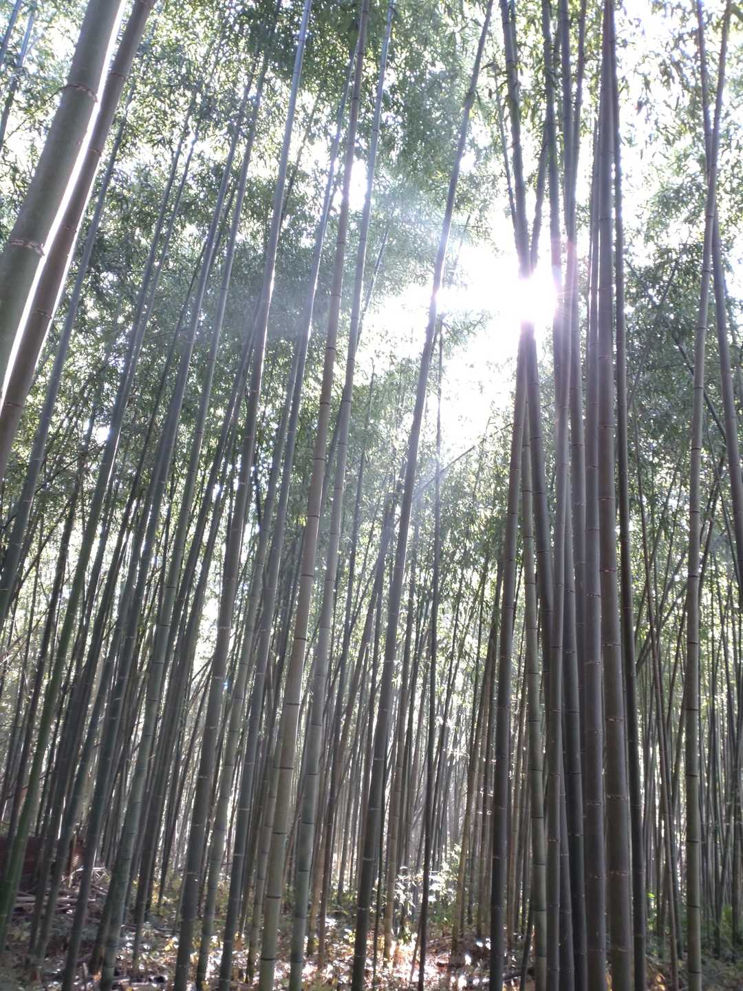 保津町の竹林です👏