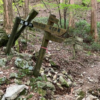 右➡️ シャクナゲの森・山頂へ