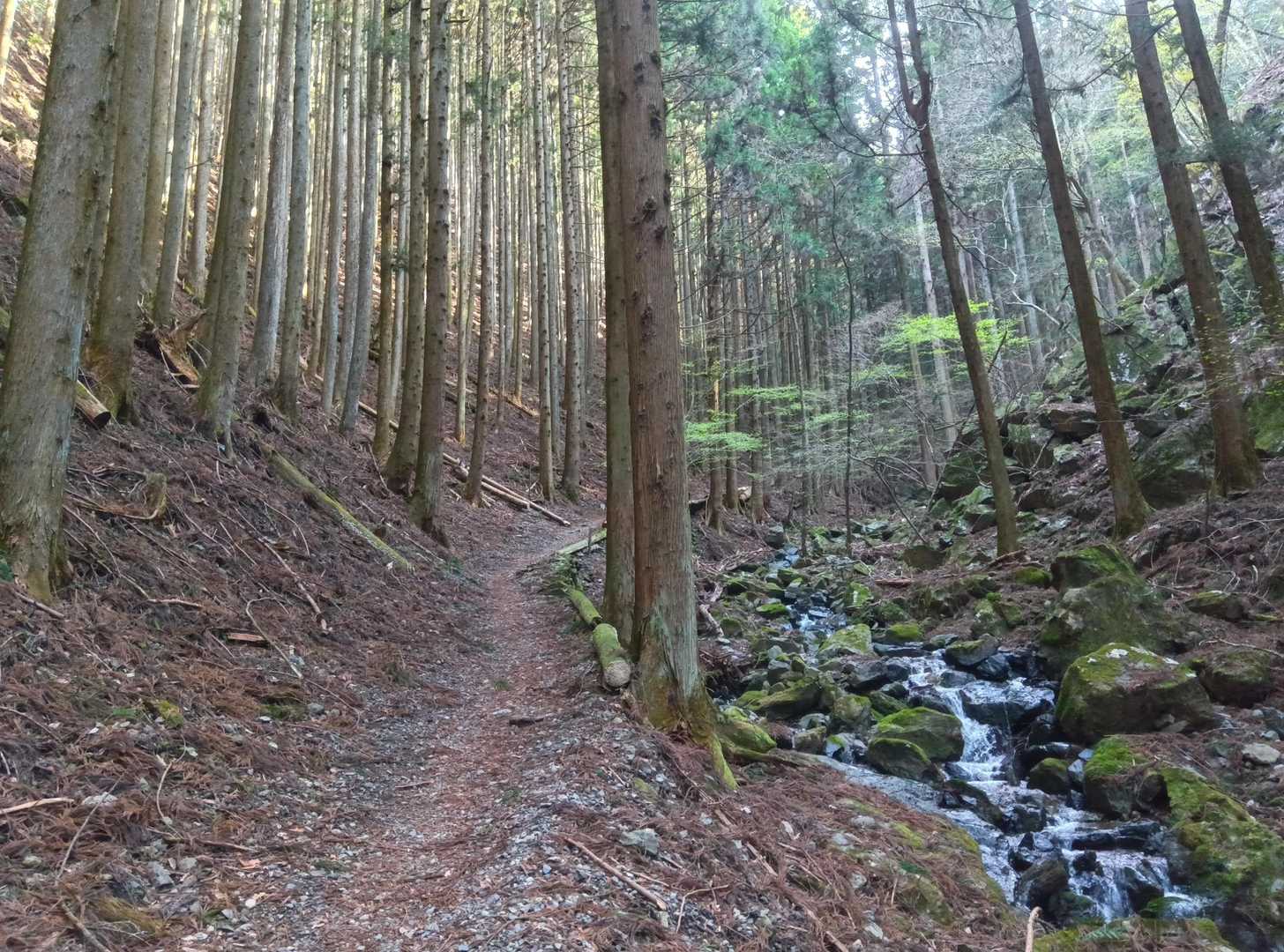 沢沿いの登山道を登って行く