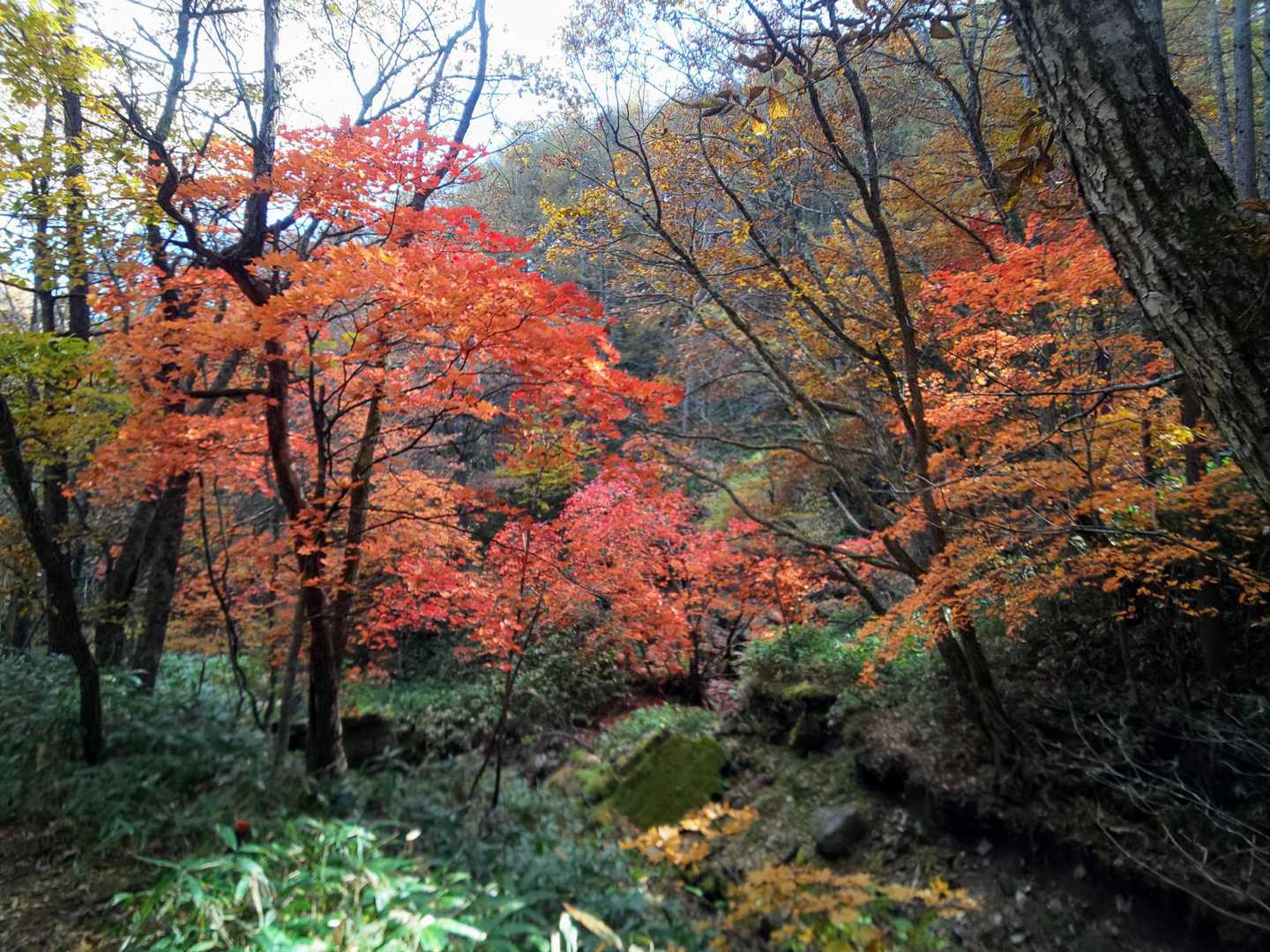 紅葉🍁🍂は中腹1500m付近以下が見頃🙆