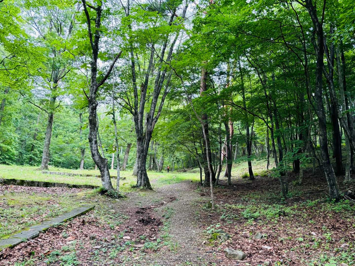 お分れ峠-泉ヶ岳-北泉ヶ岳 周回コースの写真