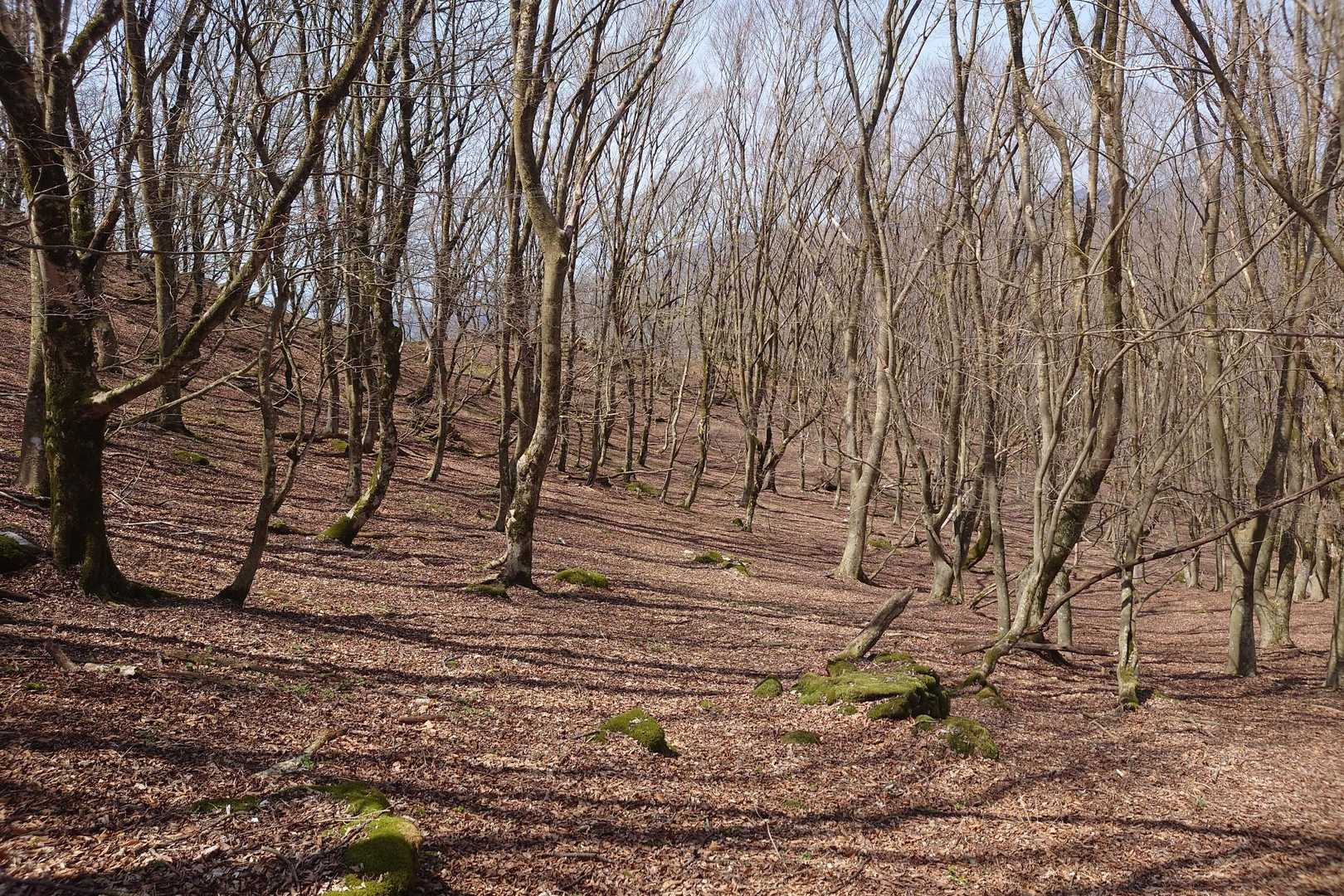 鍋尻山登山口-鍋尻山-岳の畑 往復コースの写真