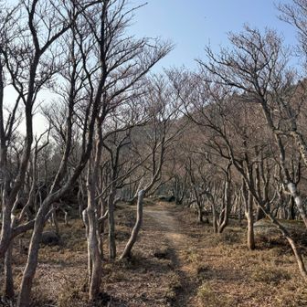 低木の間を歩くのも楽しい