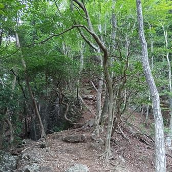 少し狭目の尾根上をいく。