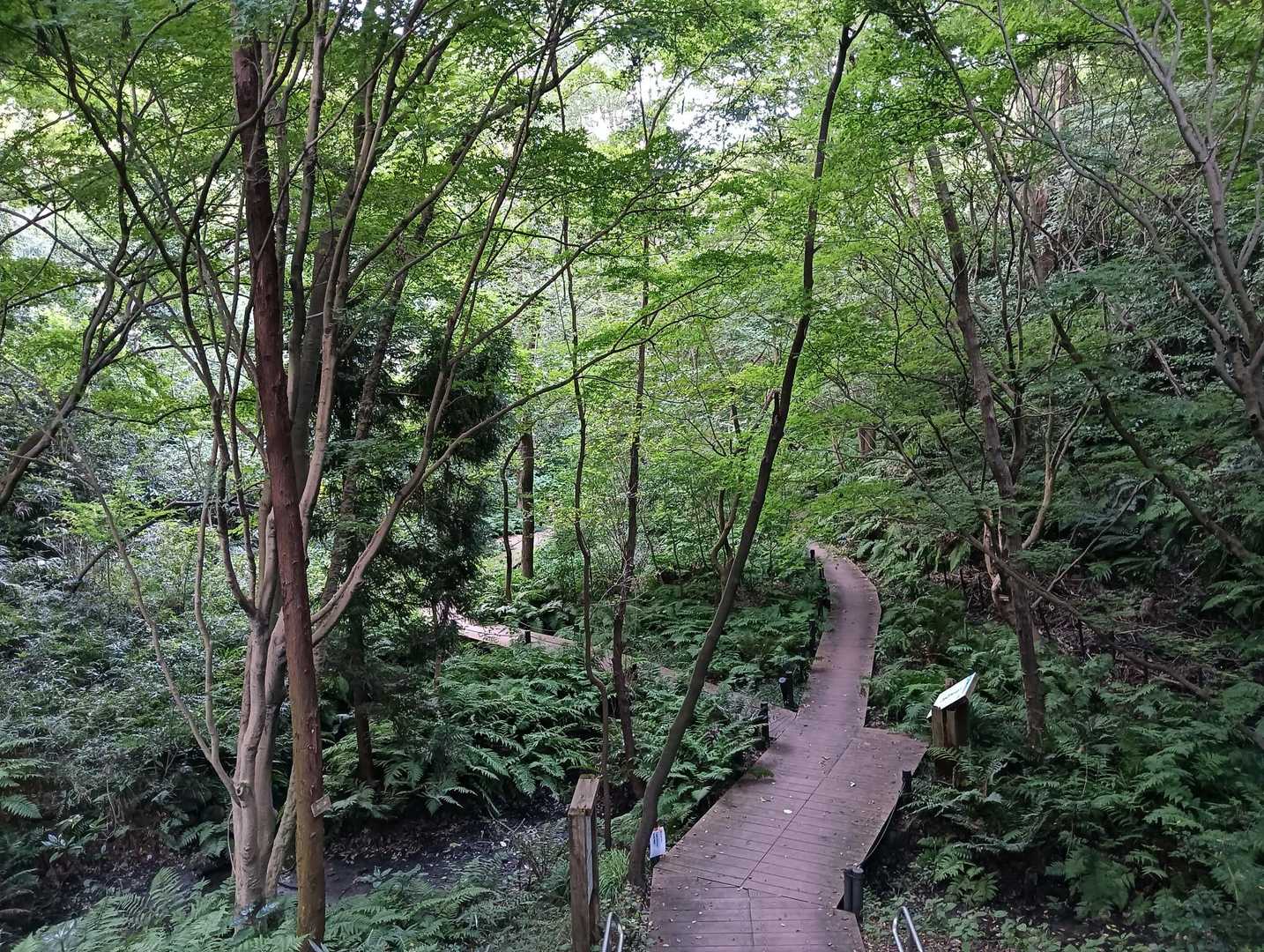 金沢市民の森から金沢自然公園に移動！デッキが設置されて緑の道を気持ちよく歩けます😍