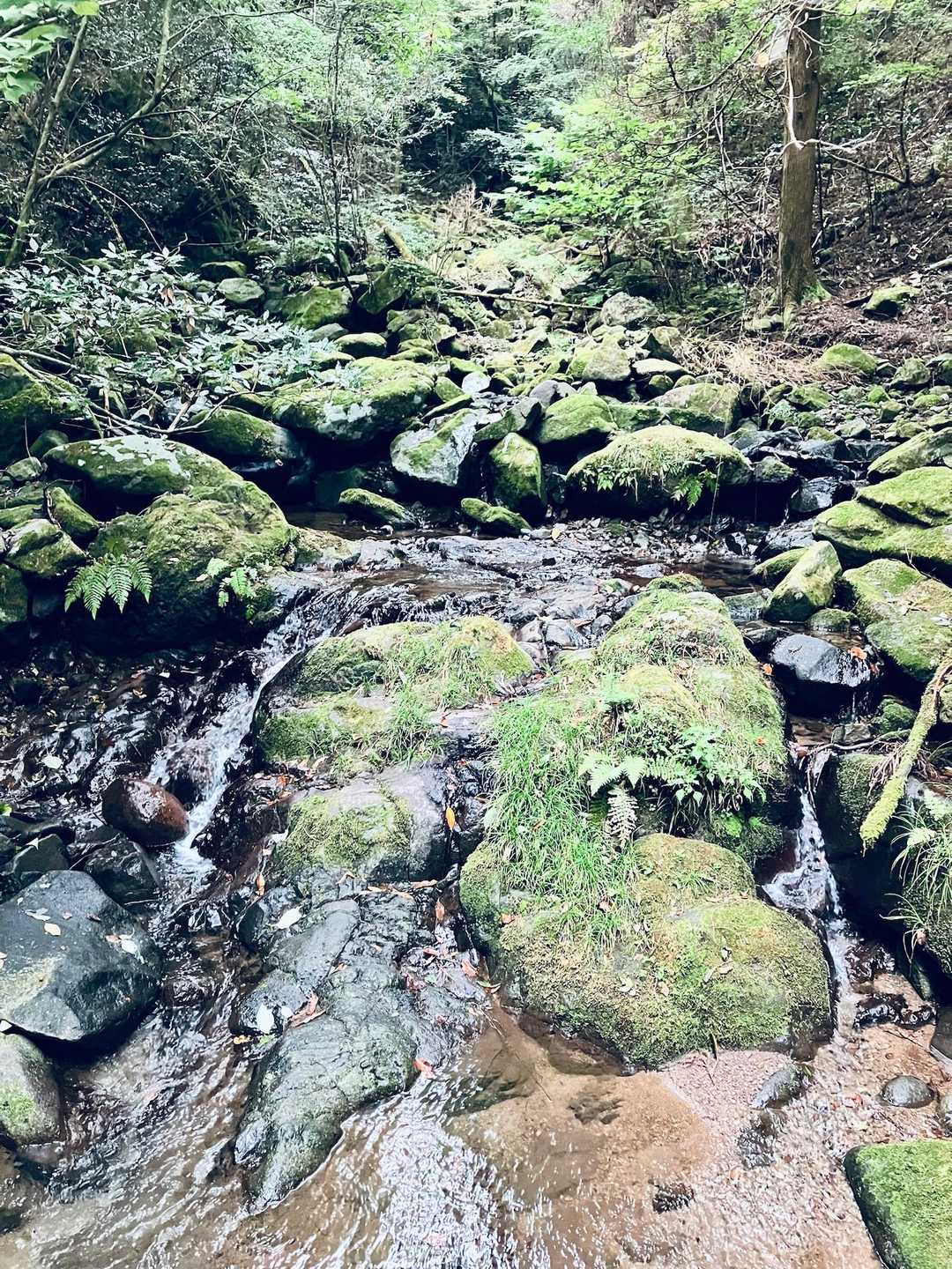 苔むす沢が美しい✨･:*
渡渉を何度か繰り返して進みます