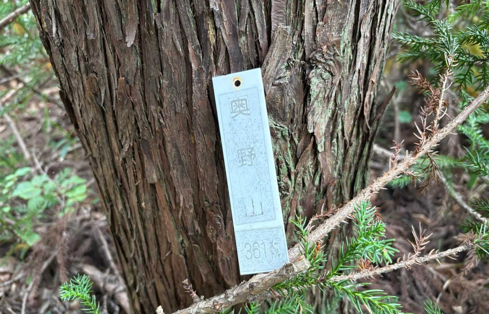 帰りに探したら　山札ありました🎴