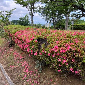 小野公園まで戻ってきた
まだ残ってたツツジ
梅雨が終われば暑い夏がやってくる