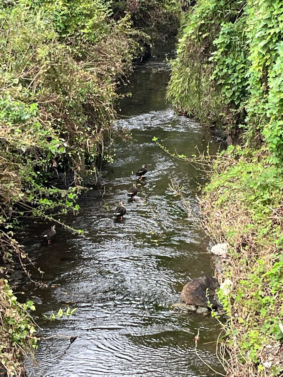 仲良く流れていく🦆😍