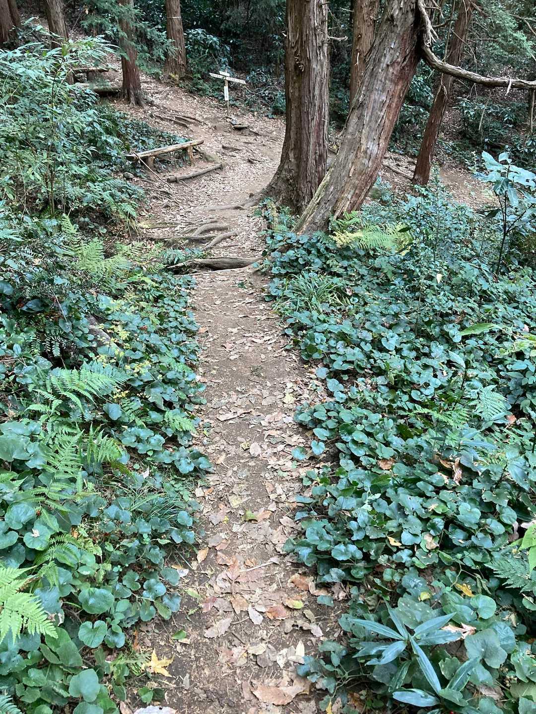フユイチゴ群生あちこちに見かけました🍓