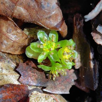クロモジの花かな？地面にたくさん散り敷いていました。