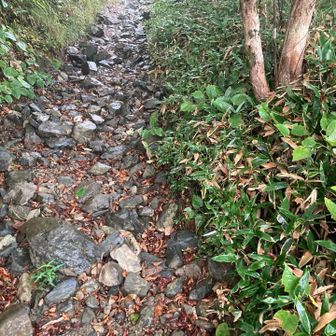 登りやすい道です🌿