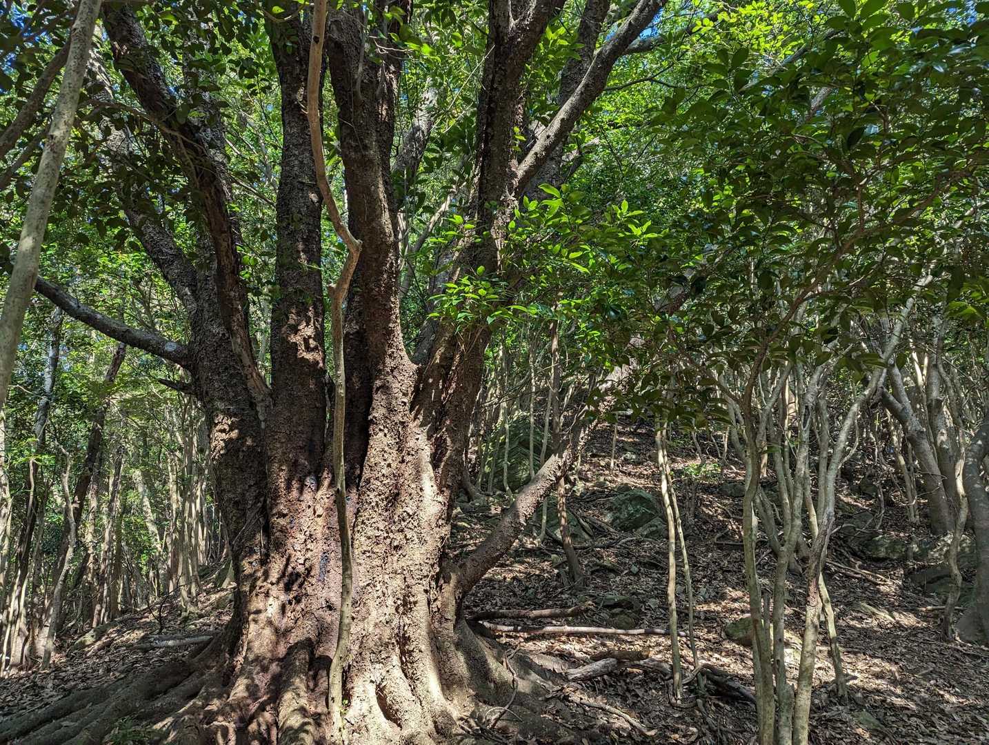 明らかに違う大きさ
この森の大将っぽい😳